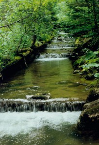 The Taschbach stream in the Freinbach area