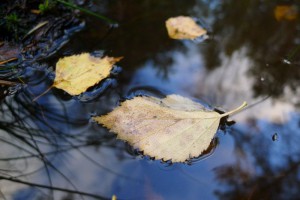 Leaves resting on amber-coloured pond