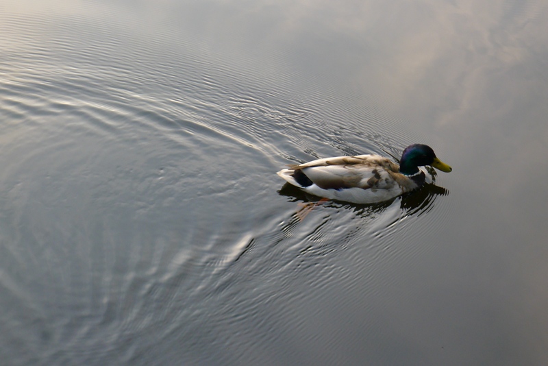 Wake spreading after duck