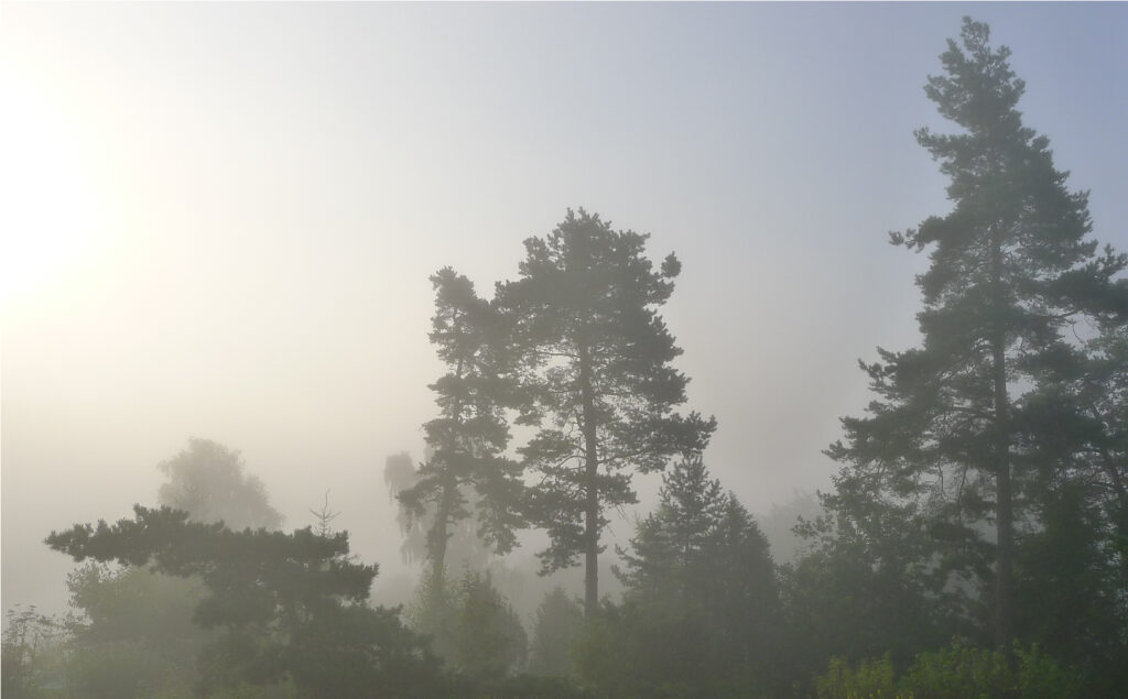 Mist from the seaside