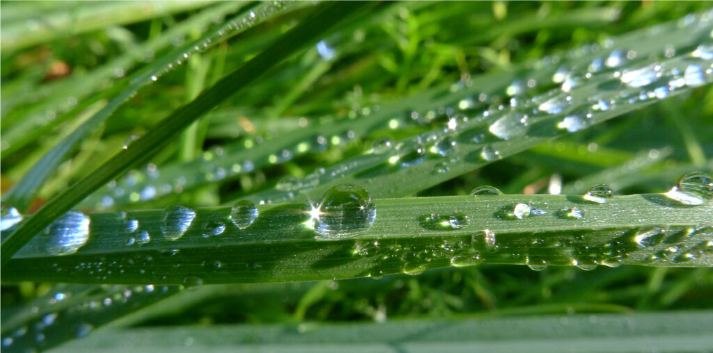 Dew drops on grass leaves.