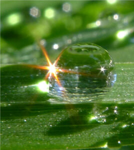 Close-up on a bulging dew drop reflecting the sun.