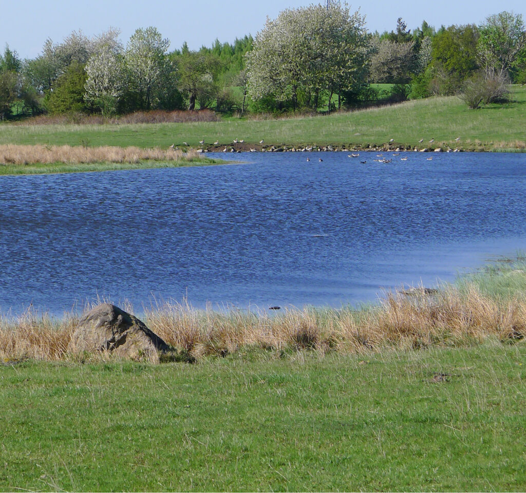 Pond at spring.