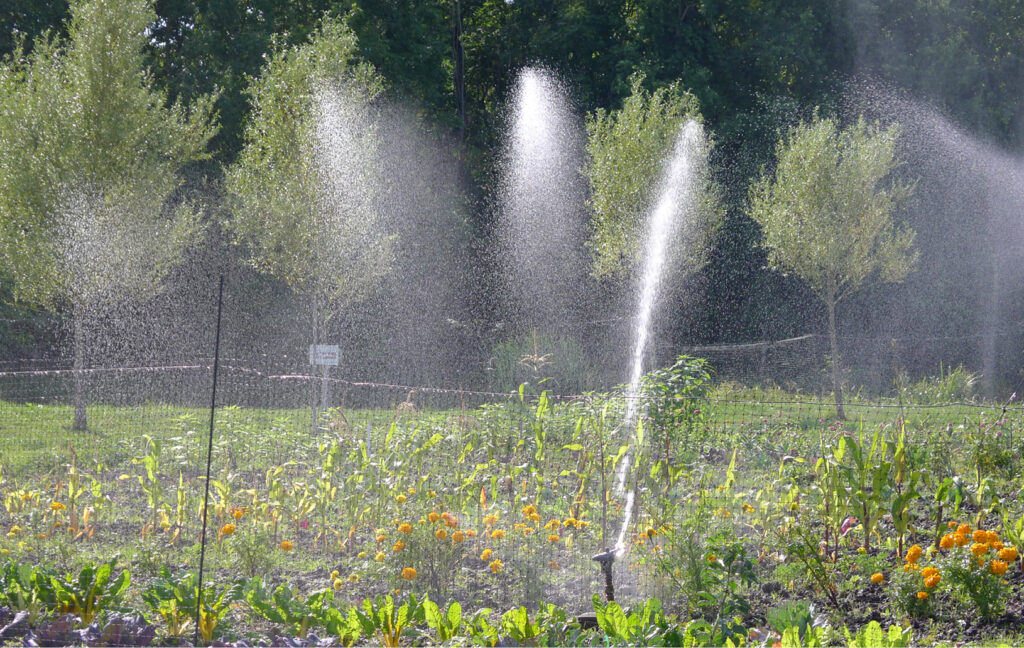 Dancing plumes from irrigation sprinkler